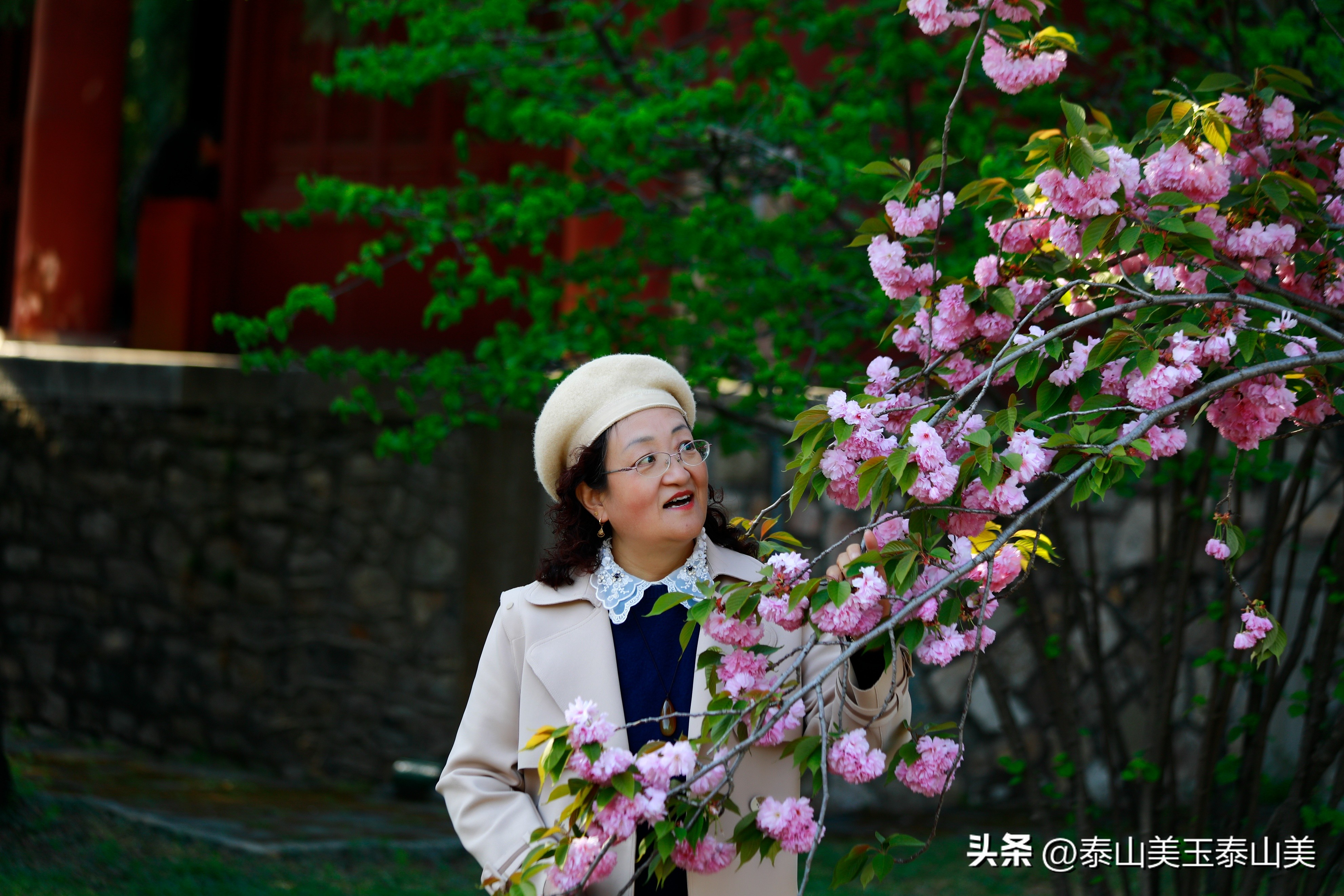 山亭寺沟樱花,定山溪樱花