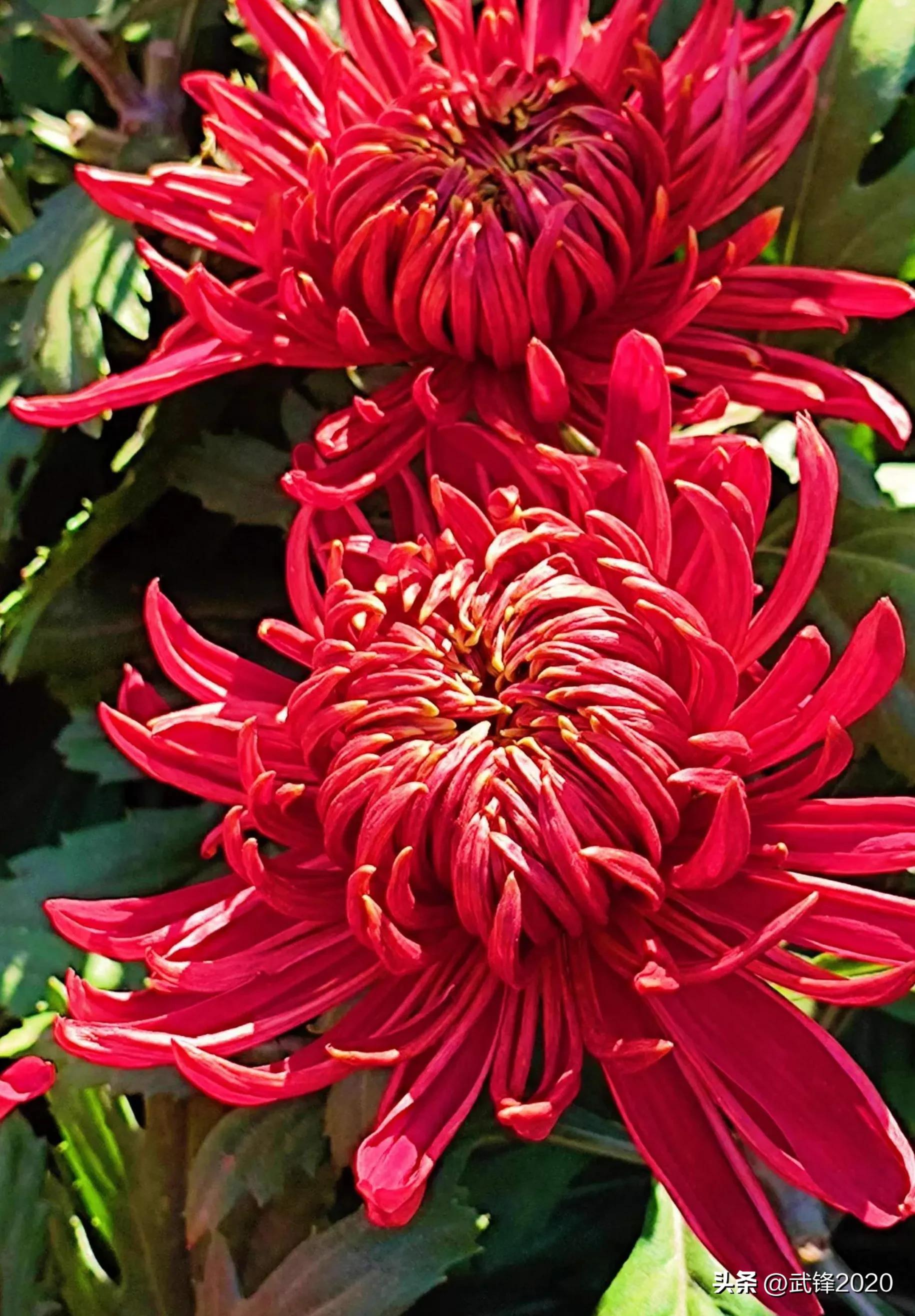 咏菊白居易书法作品格式,唐诗白居易隶书书法作品欣赏