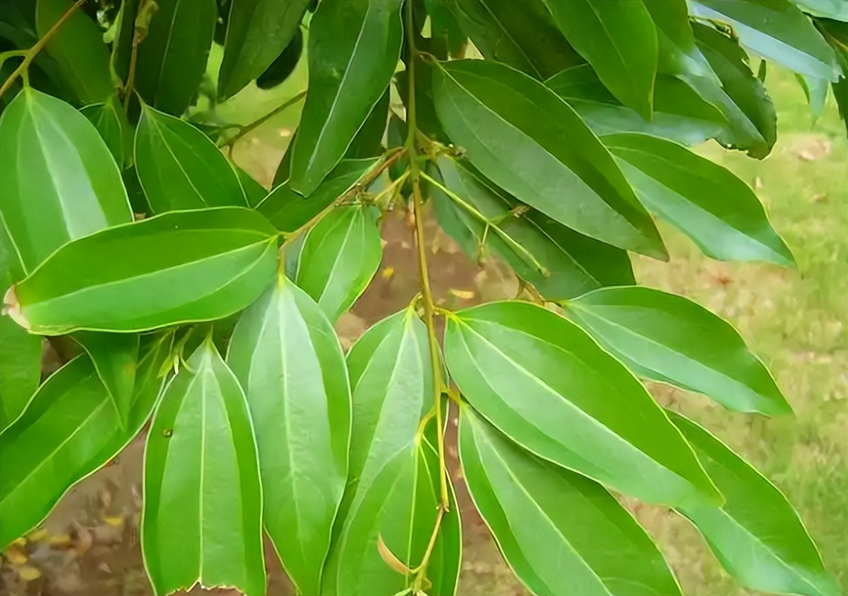 桂皮是桂花树还是桂圆树,剥桂皮后桂树会死吗