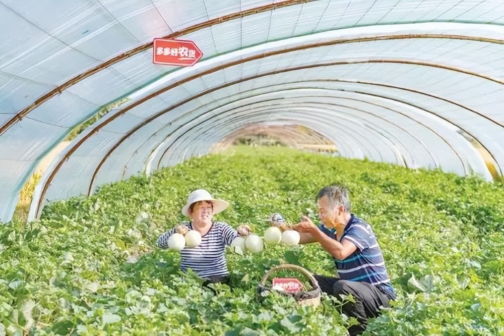 水果中的爱马仕多少钱,高端水果中的爱马仕