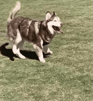 狗狗魔性舞步太洗脑,狗狗魔性跳舞