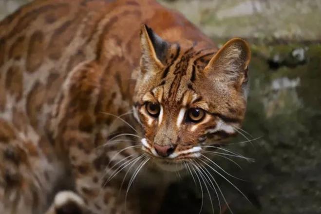 山彪的样子图片,山彪真实照片