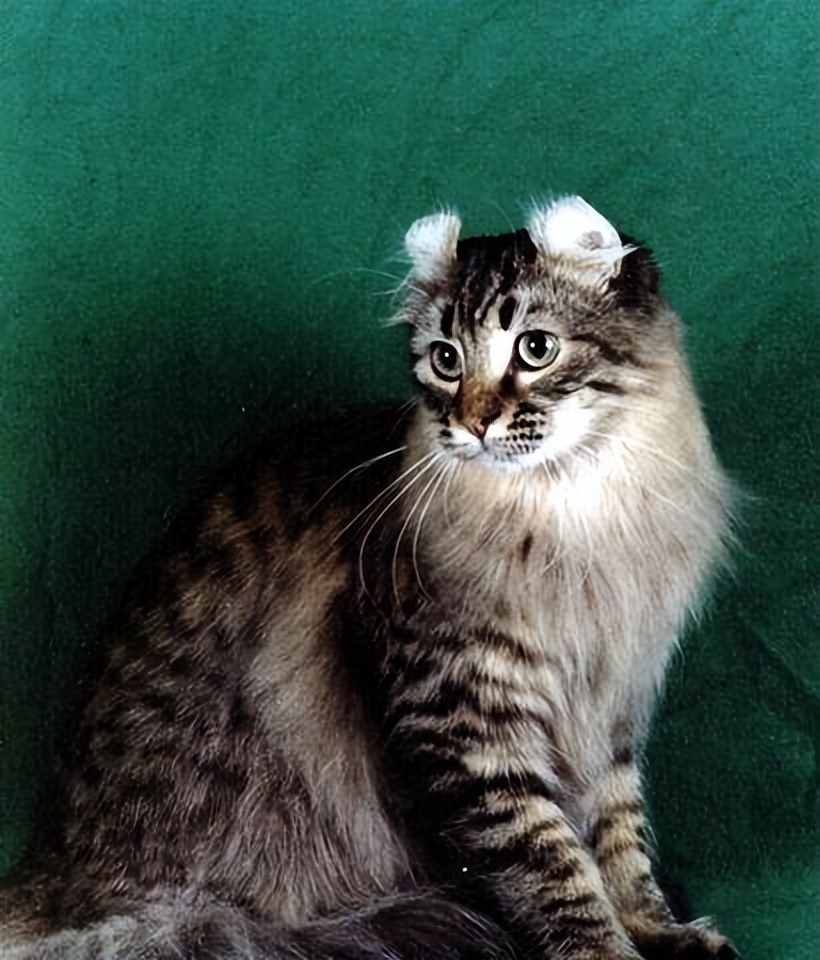 世界上最可爱的6种猫咪,世界上最可爱的三种猫咪