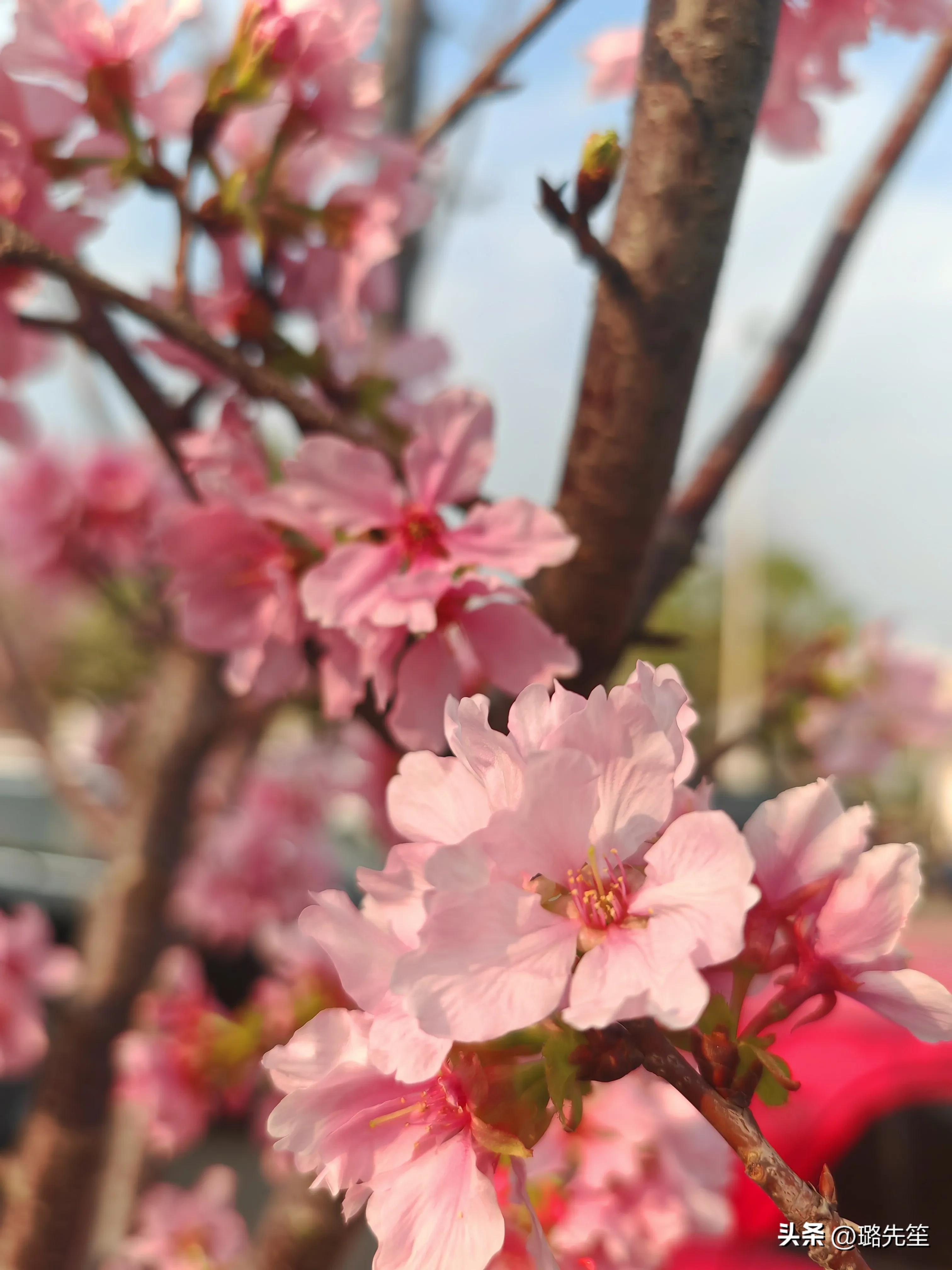 荣耀magic5pro拍照片好吗,荣耀magic5pro拍照到底怎么样