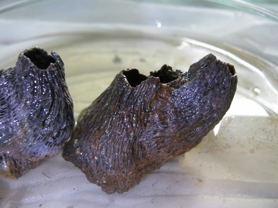 每次航线结束能刮下十多吨海鲜，都到海鲜市场了？这种海鲜吃不得