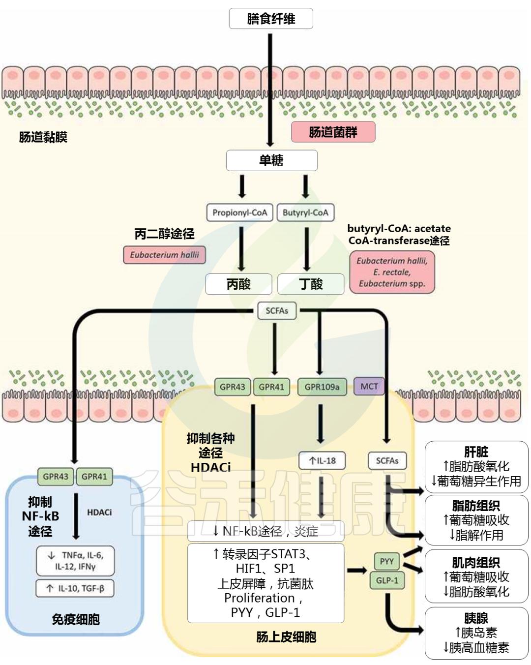肠道菌群的奥秘与重要性,肠道中的有益菌属于益生菌吗