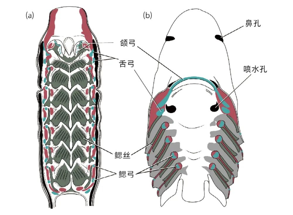 我们的耳朵曾经是鱼类的鳃