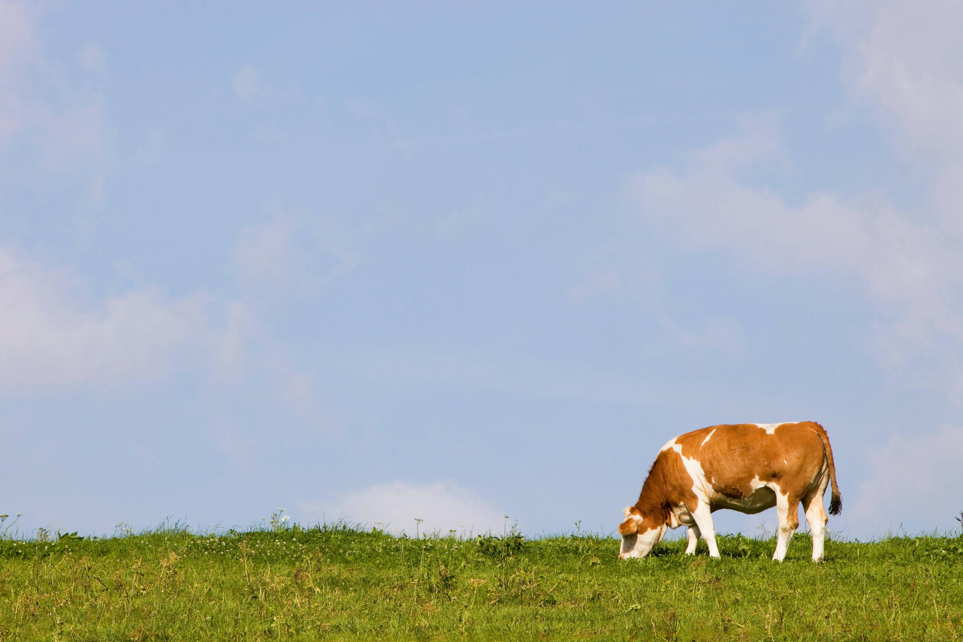 牛养殖现在牛价降价了吗,养殖牛价格行情走势分析