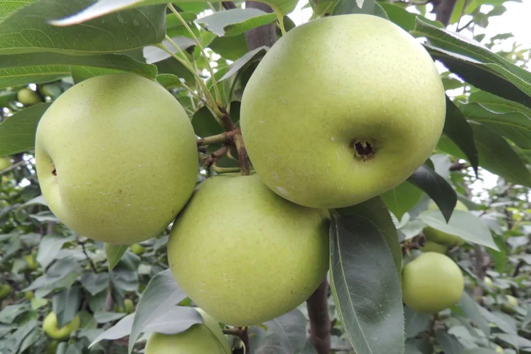 五一期间金堂附近水果采摘,欢迎光临金堂县万亩果园观光采摘