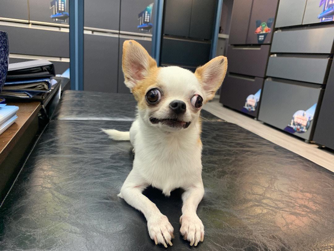 什么狗活的寿命最长还好养,寿命长的5种狗排行榜