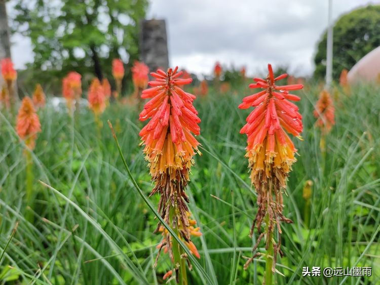 昆明世博园最值得看的有哪些景点,昆明世博园哪里看花最好看