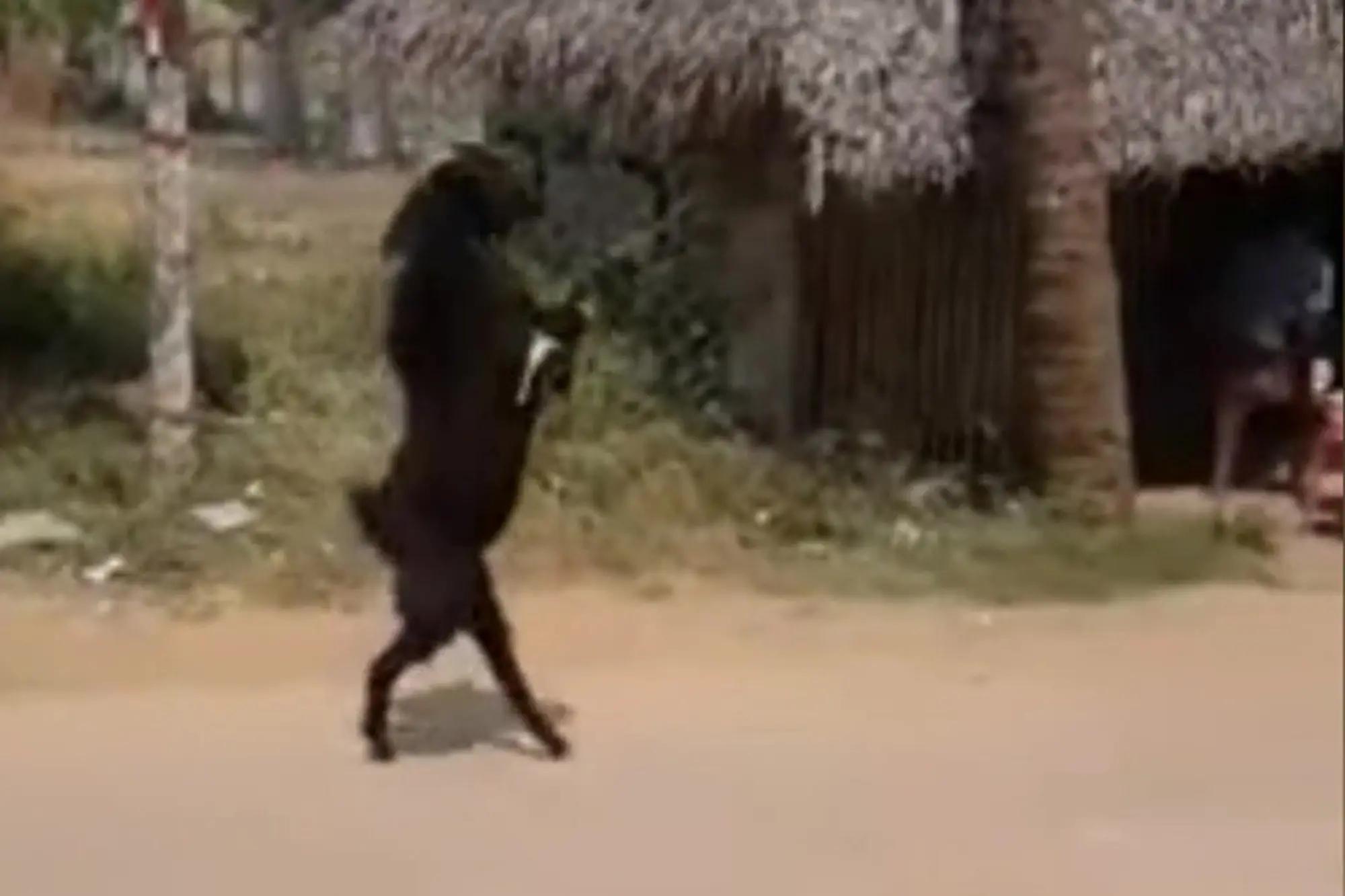 日本农场黑羊学人类行走，诱母鸡到屋内吃掉，羊真是魔鬼的化身？