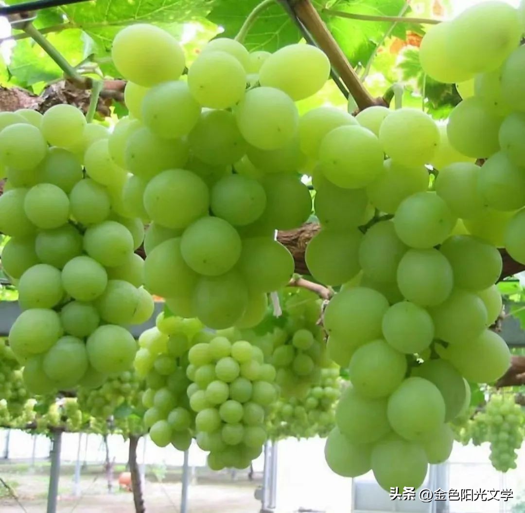 美味的葡萄看图写话,美味的葡萄视频