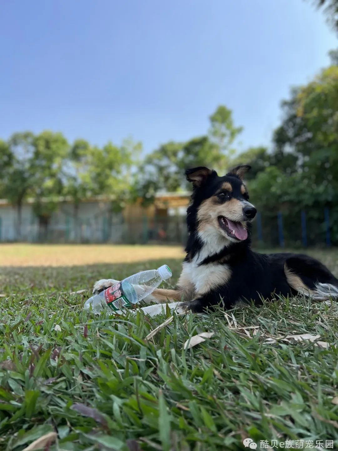 养狗的误区小狗不咬人,养狗误区123