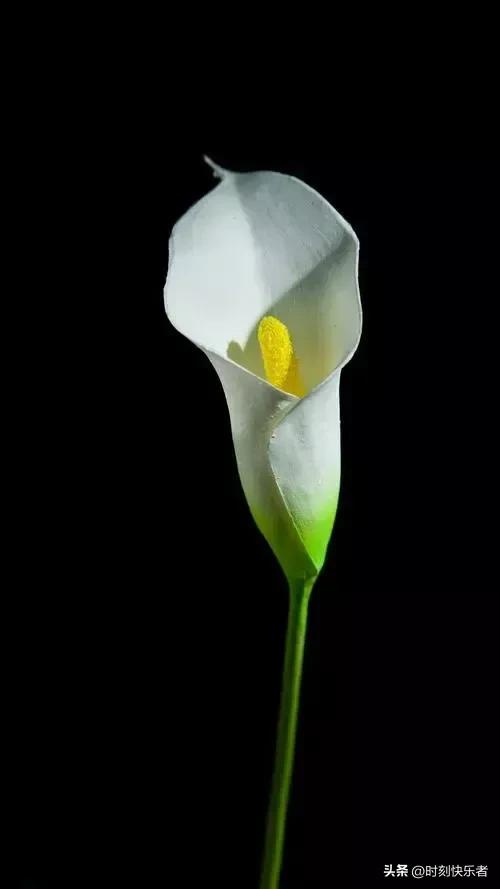 抗战时期国际对中国的援助的影响,抗日战争巴基斯坦援助中国纪录片