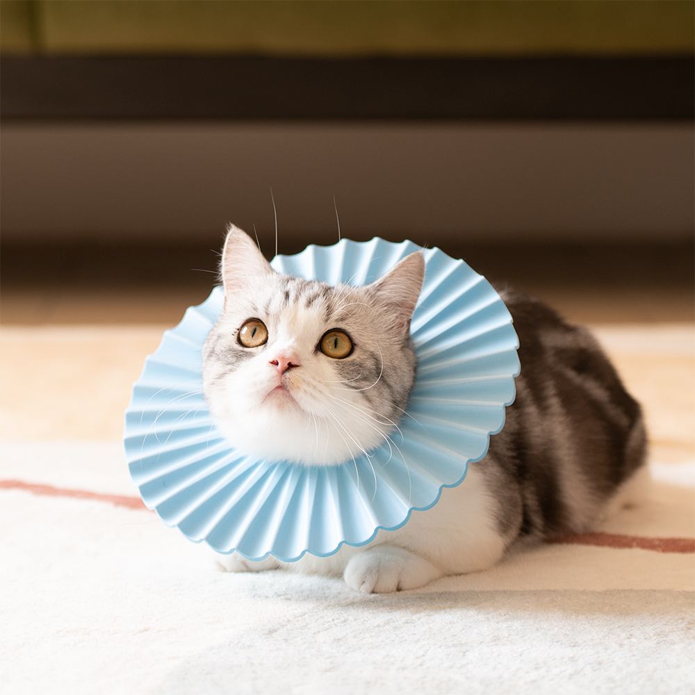 公猫拆蛋后的样子变化,公猫拆蛋后的变化