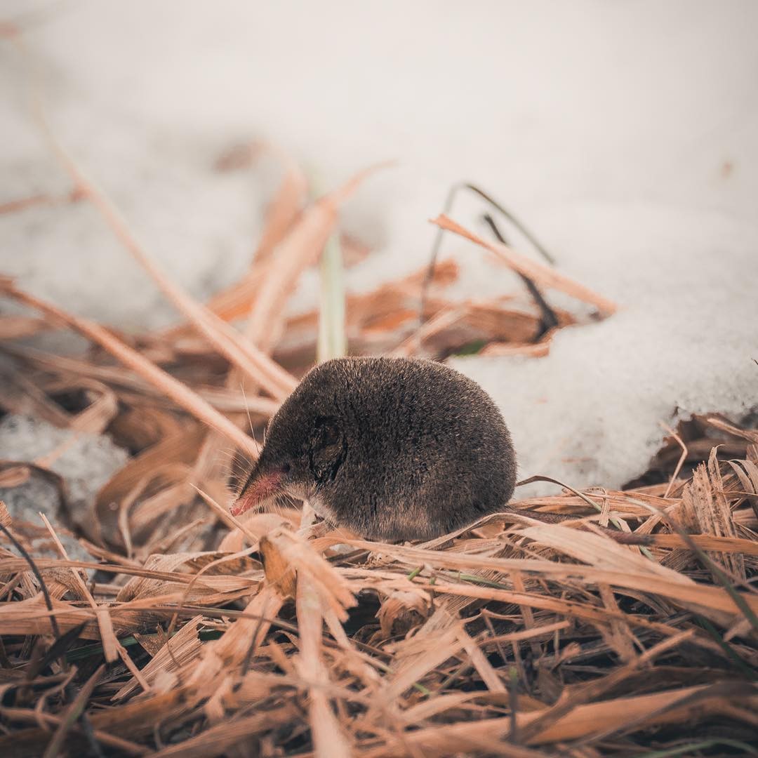 内蒙古出现“尖嘴鼠”，每分钟心脏能跳1200下，哺乳界的用毒高手