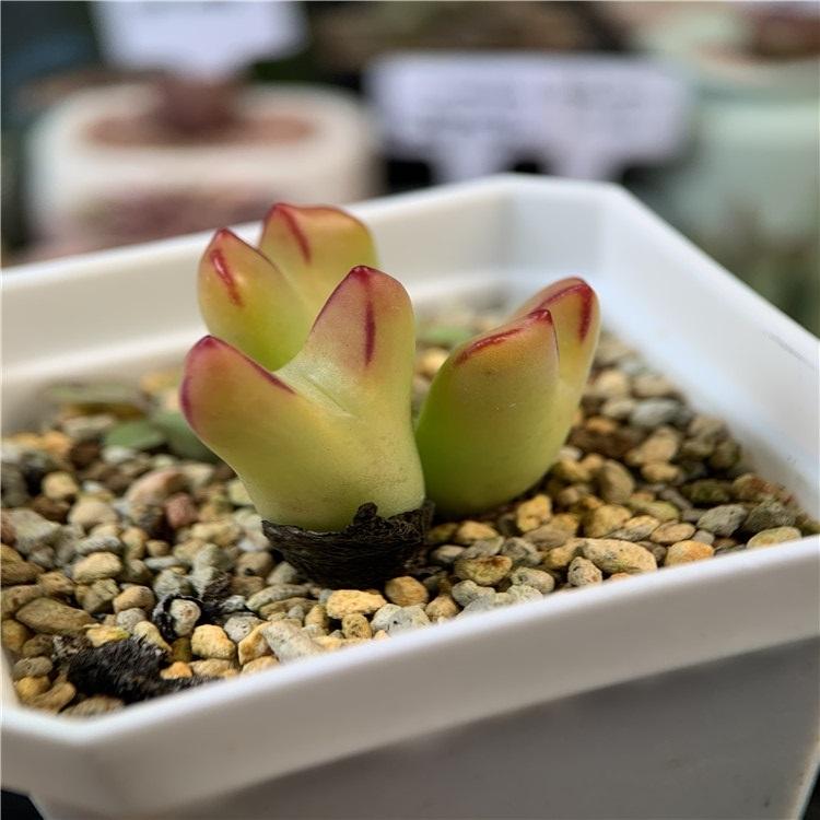 8种多肉太上头，外形独特又可爱，让人直呼太有趣了