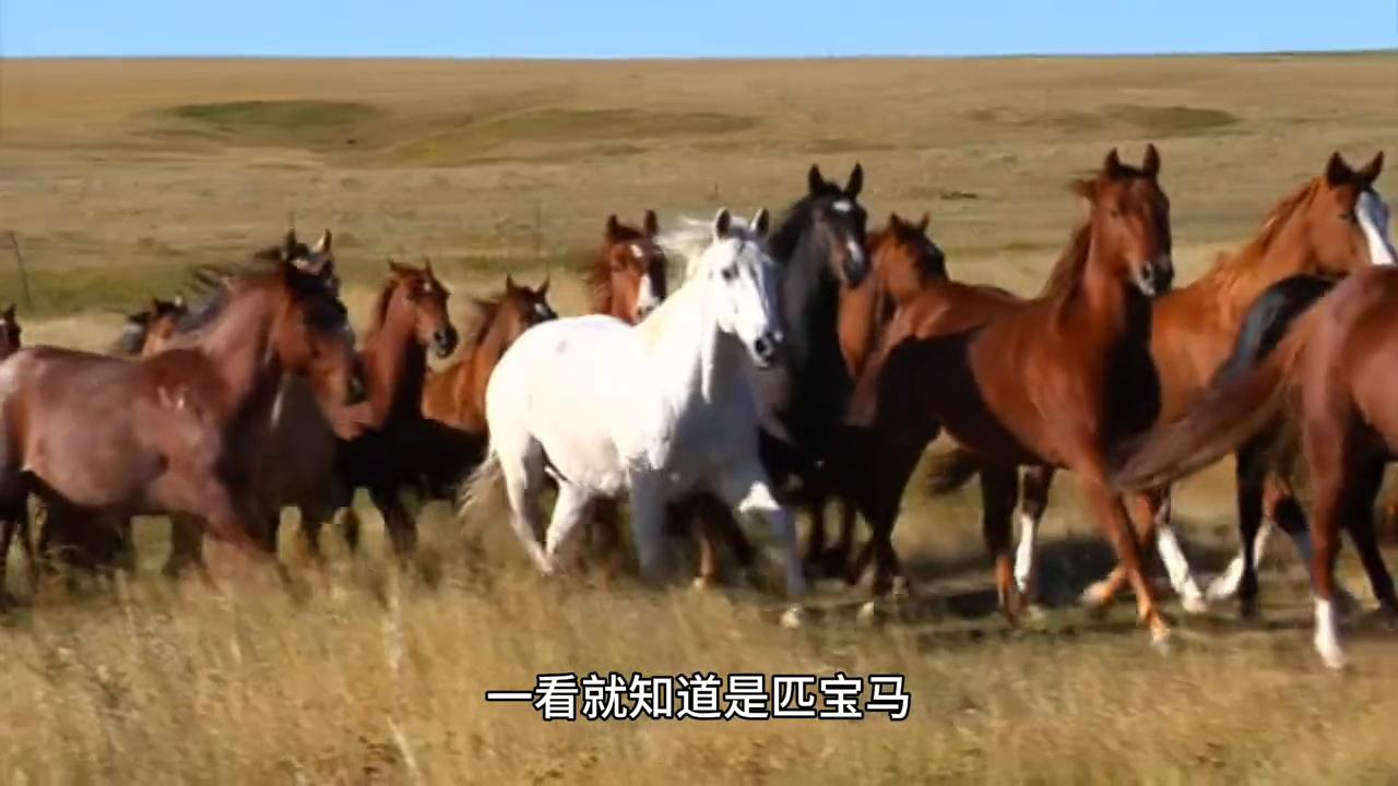 狂神第五章,狂神第10集完整