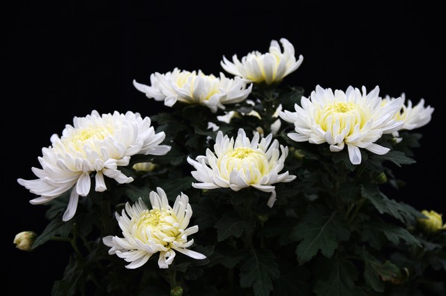 大姨妈量少怎么办,大姨妈来了怎么缓解疼痛