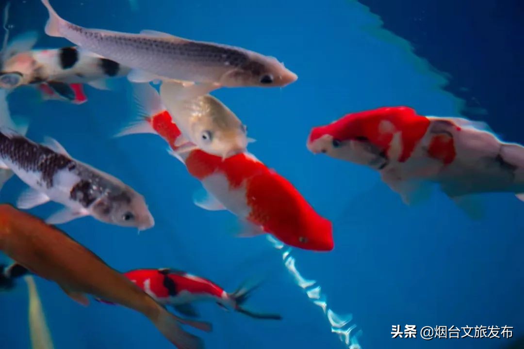 烟台祥和花鸟市场,烟台花鸟市场