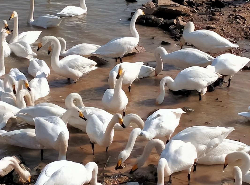 明天起5天，郑州市民非必要不出户不出小区；每天开展一次核酸筛查/郑州致全体市民的公开信/世界杯最新战报
