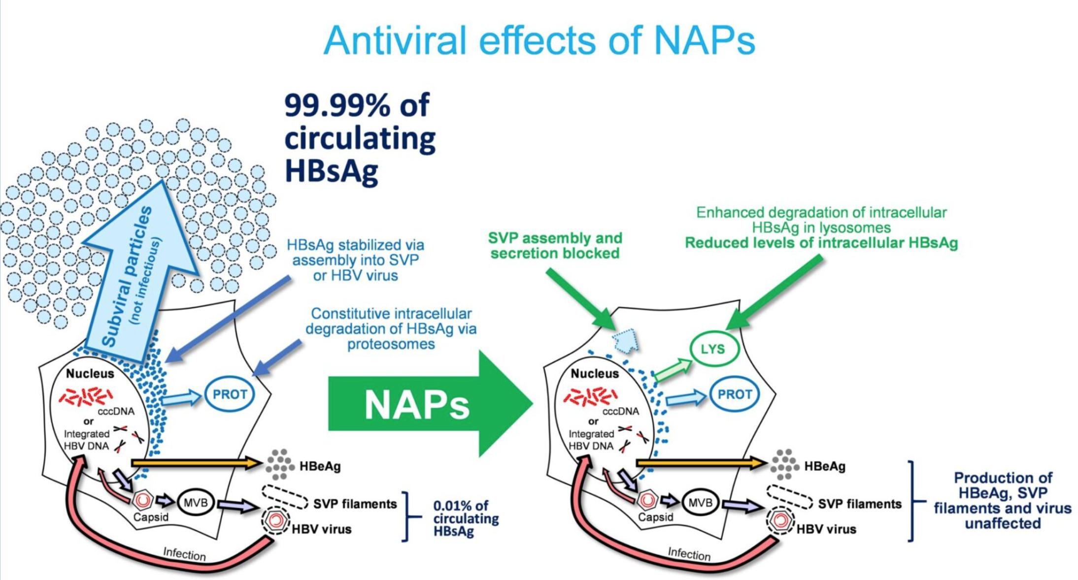 乙肝在研新药rep2139,乙肝新药rep2165进展