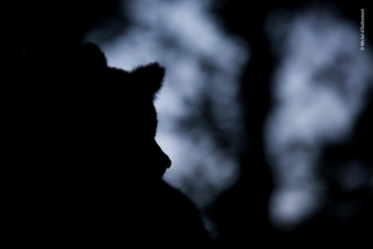 2019年最佳野生动物照片,2022年搞笑野生动物摄影作品