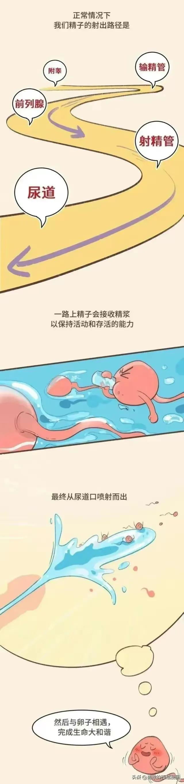 正经科普：体外射精真的可以避孕吗？（漫画）