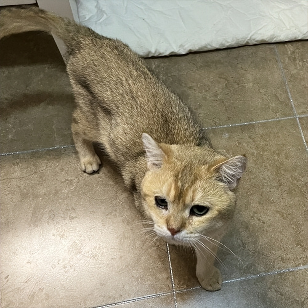 猫瘦怎么治,猫皮包骨