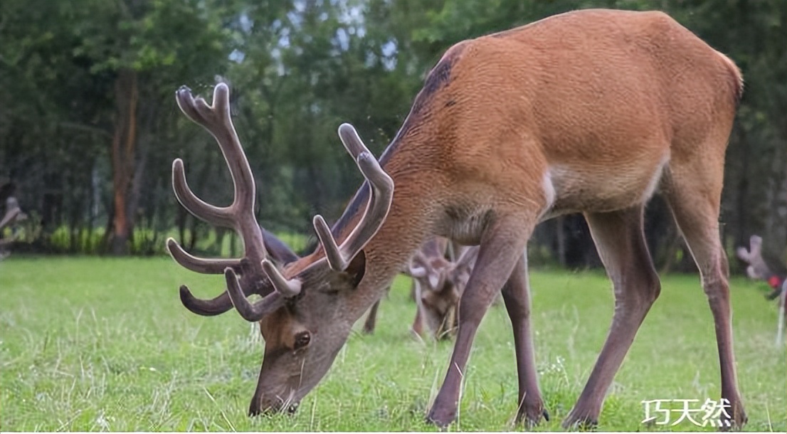 新西兰鹿茸优缺点,新西兰鹿茸便宜