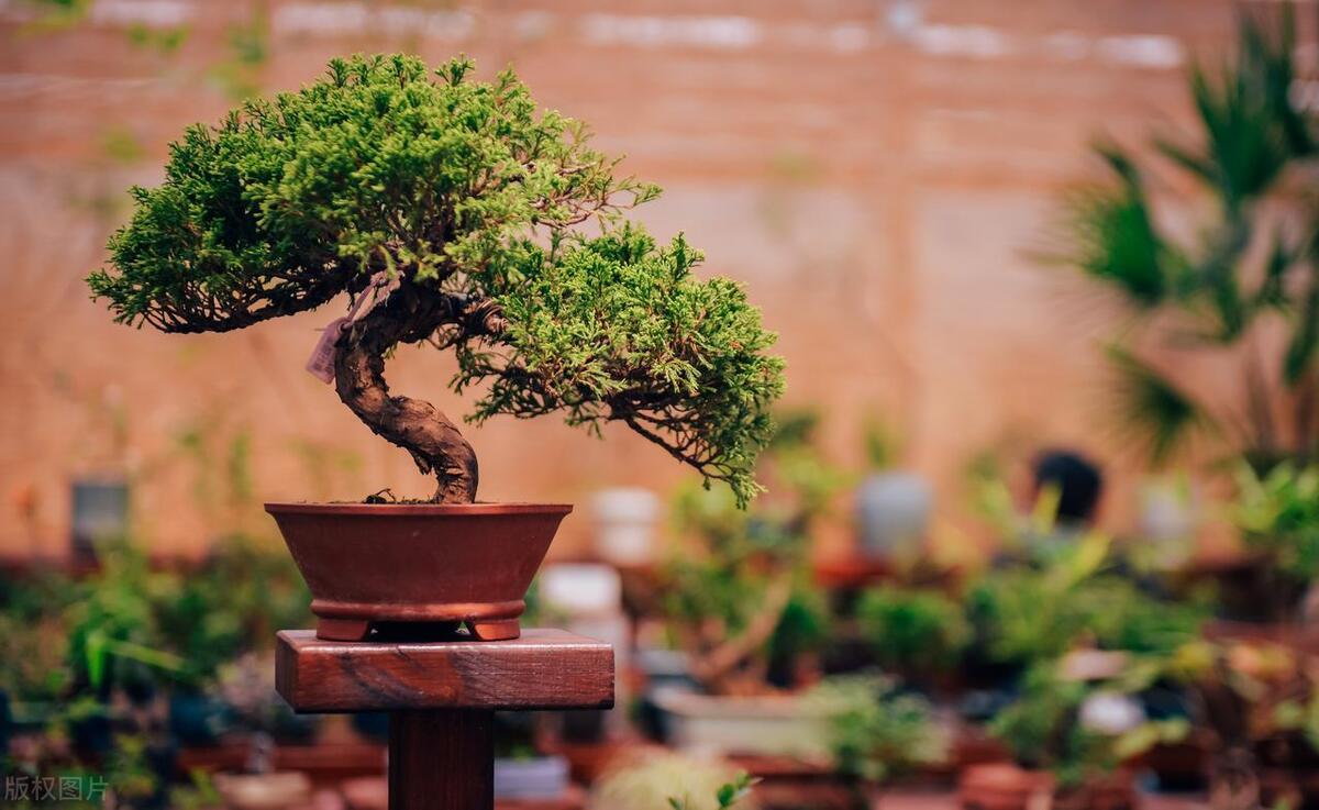 新手入门盆景老桩如何嫁接,石头盆景初学入门技巧