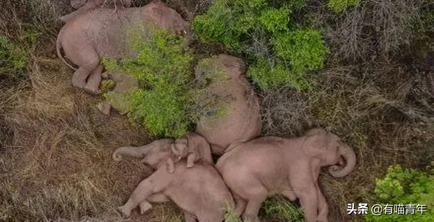 “谁再给猫喝酒，我扇烂ta的嘴巴！”