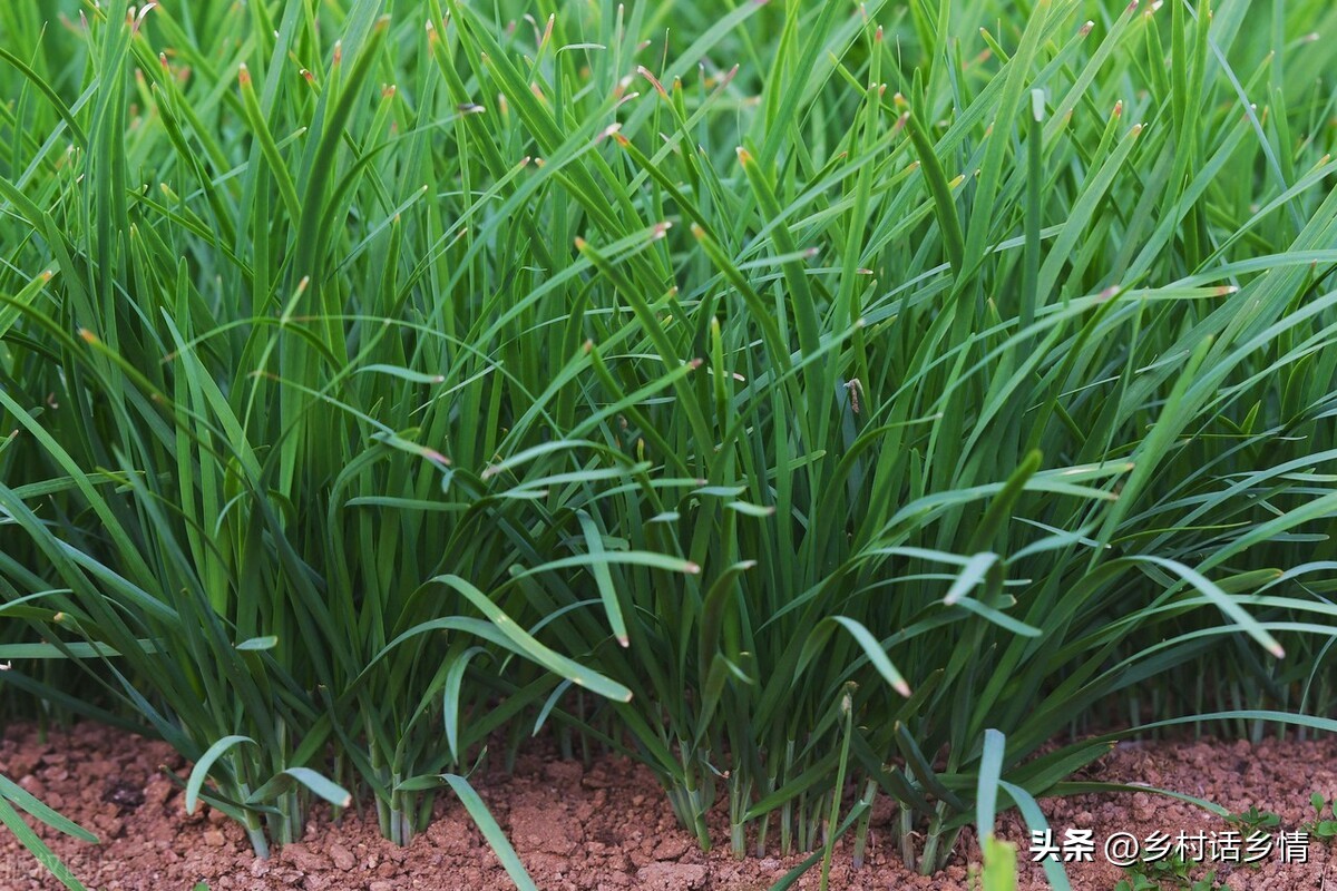 韭菜割后怎样管理没有草木灰,韭菜割完一茬施什么肥好