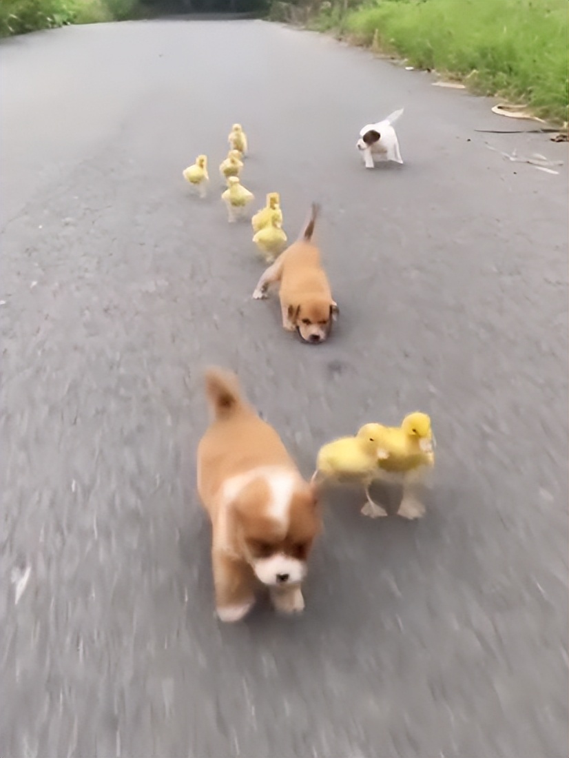 “狗界巅峰”：“把鸭当妈”骑鸭背上，全网最萌小狗吸粉550万