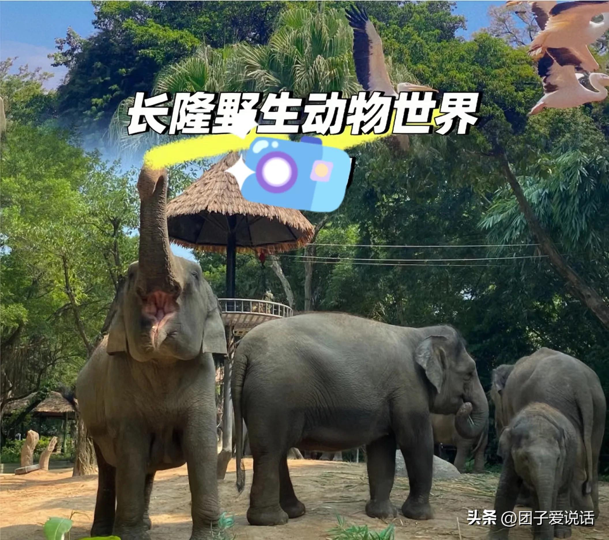 广州长隆野生动物园的大熊猫,广州长隆野生动物世界大熊猫