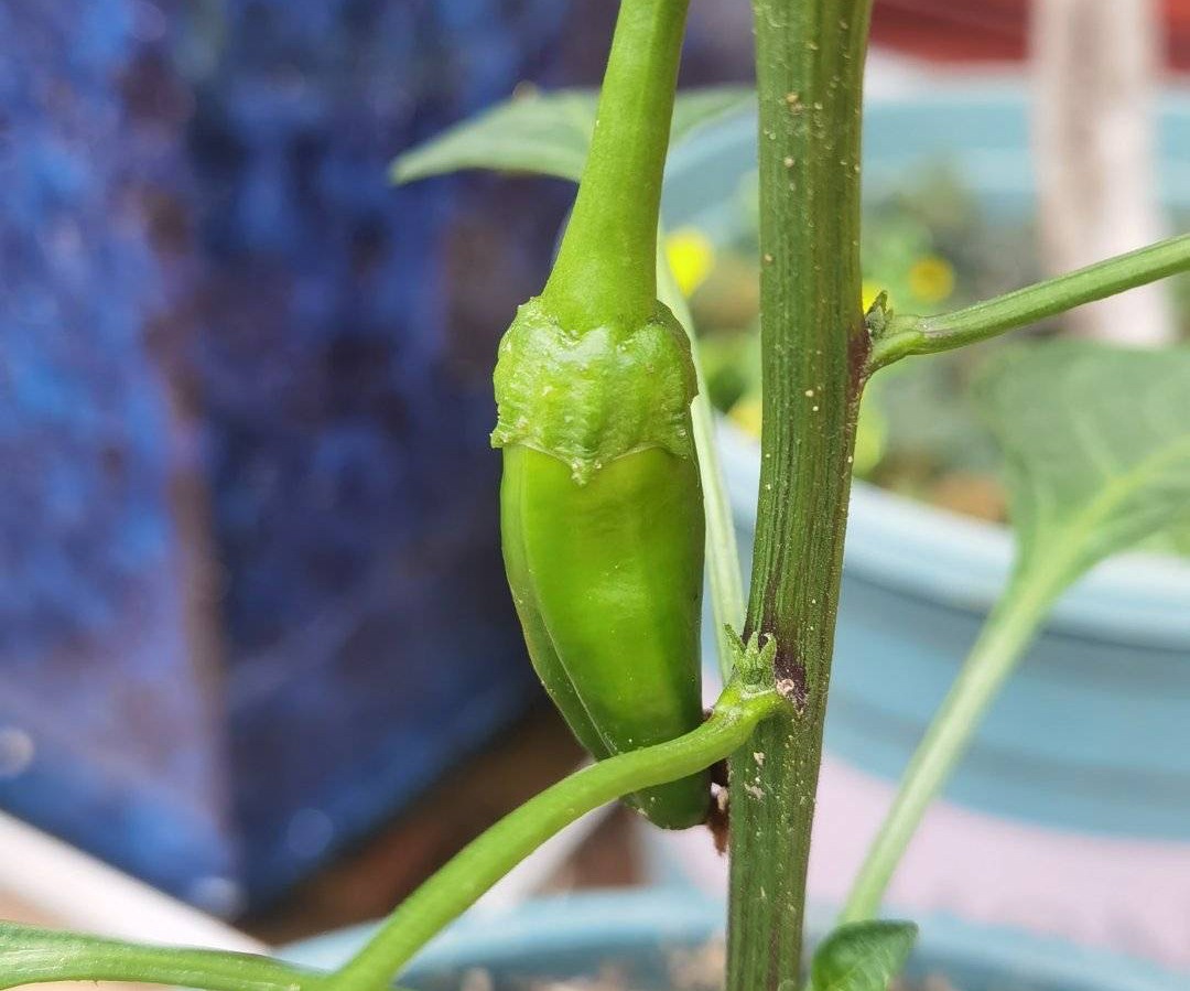 阳台种菜的方法和步骤,阳台种菜的技巧与方法