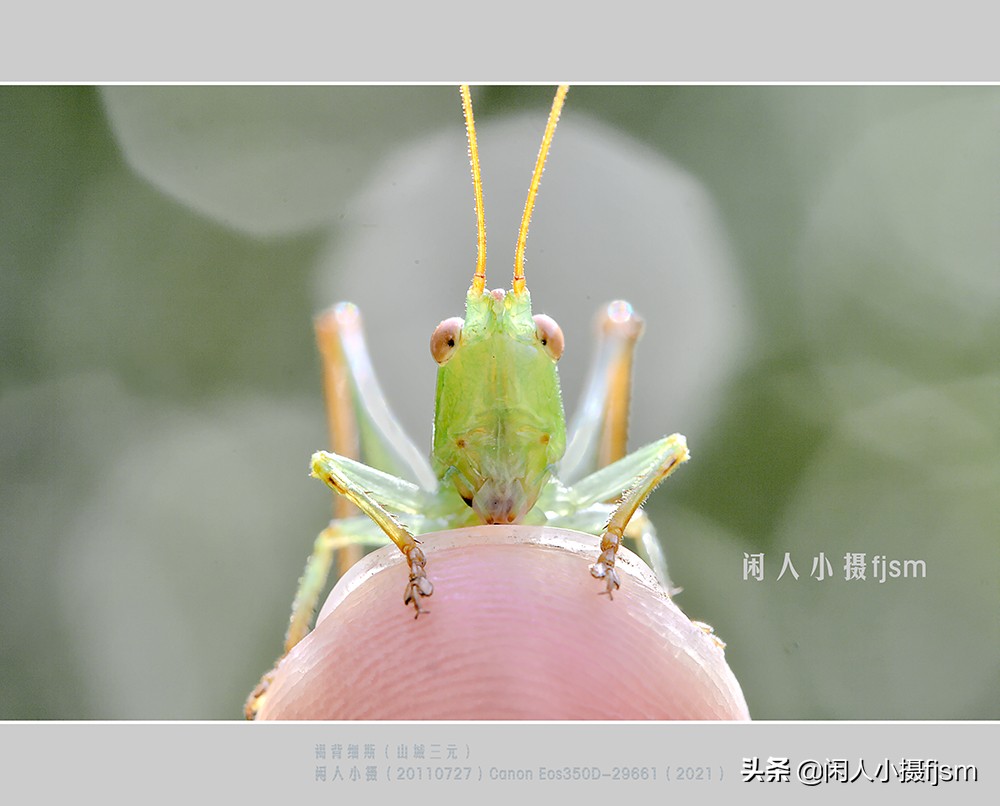 近距离拍摄昆虫小动物,常见昆虫微距摄影活动