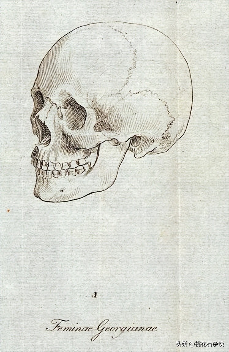 什么是高加索人种,高加索人种是什么意思