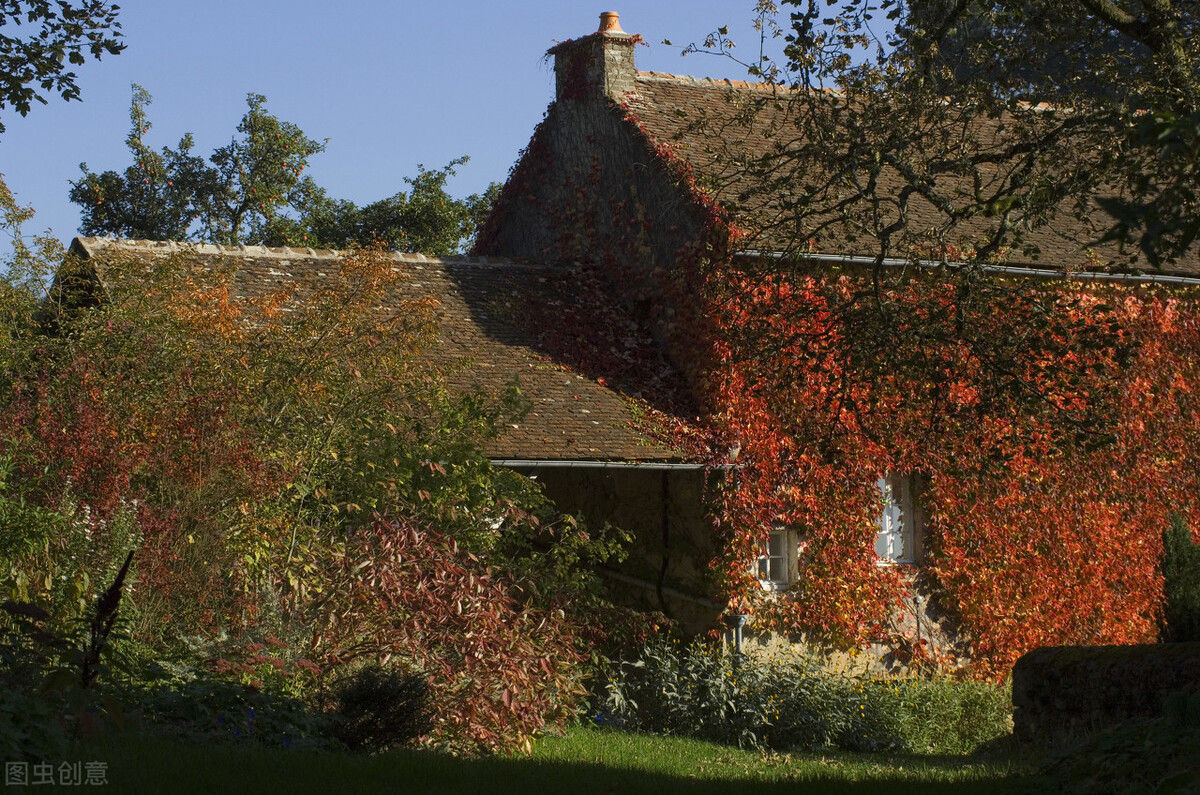 属虎的养什么花好呢,属虎养什么花最好养