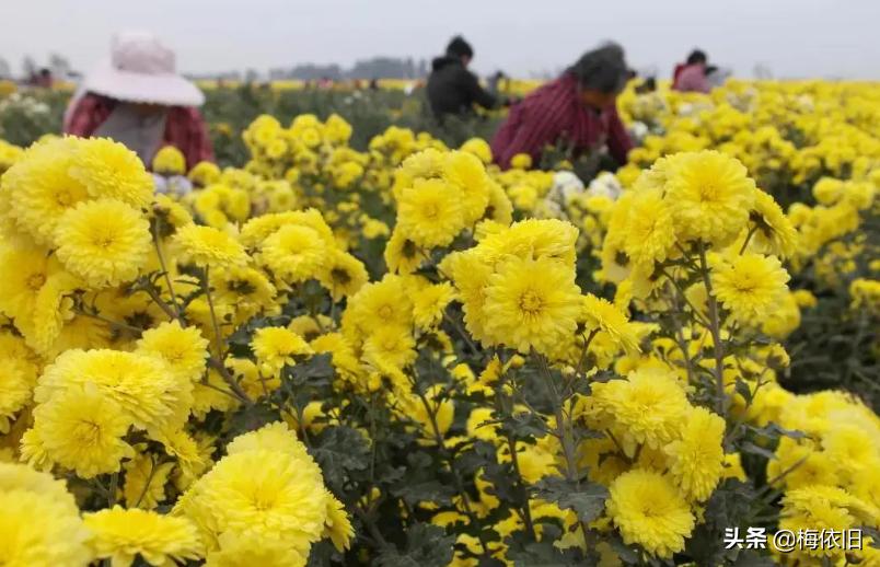 夏天喝哪一种菊花茶比较好,夏天清火菊花茶