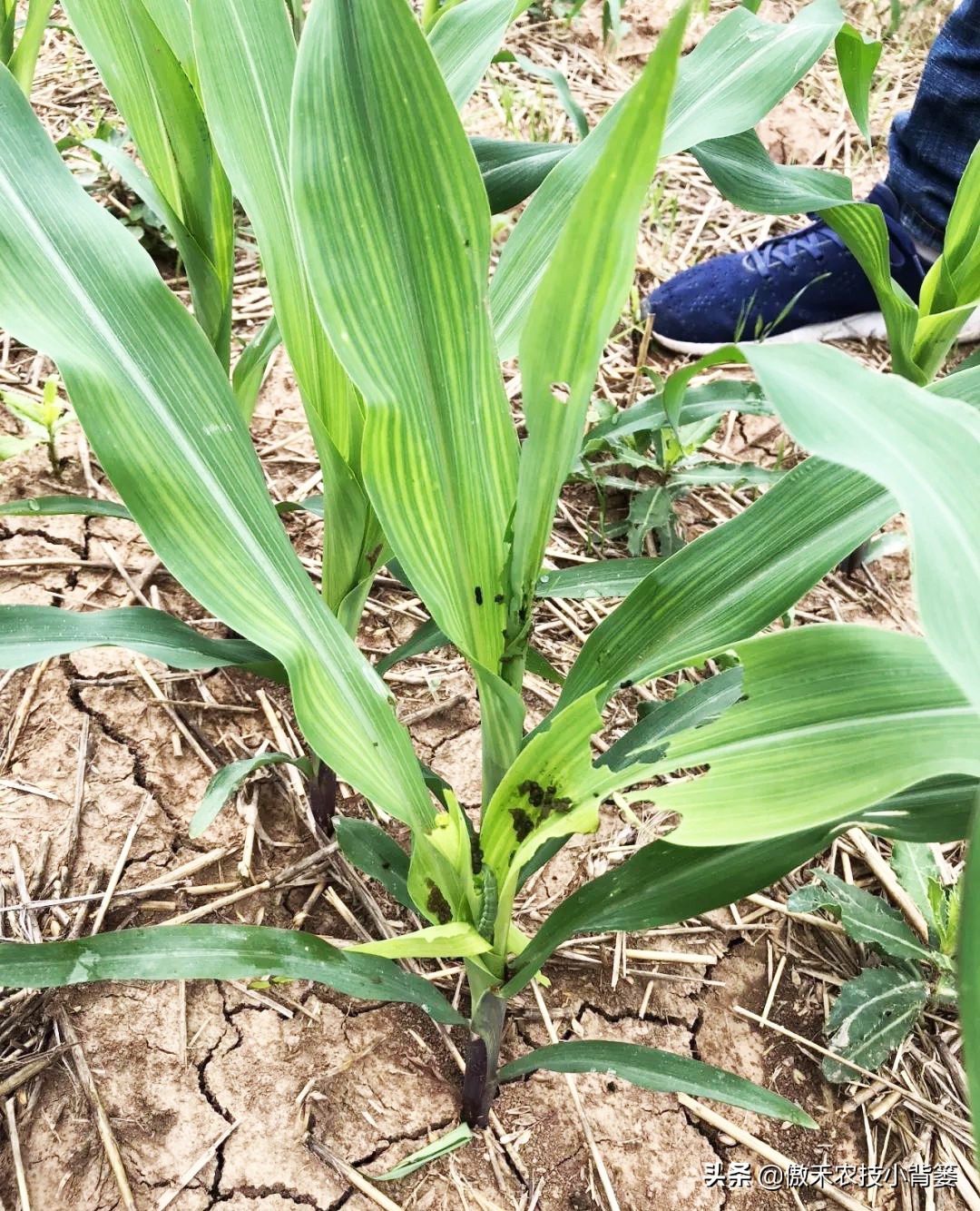 玉米根部出现畸形的原因,玉米卷叶头歪怎么办
