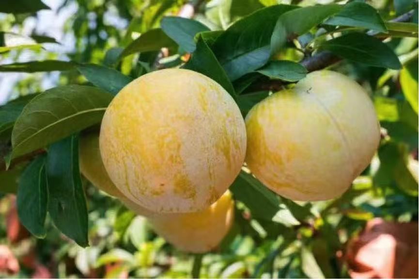 乡村振兴当时：农村电商让乐昌柰李变身致富“黄金果”