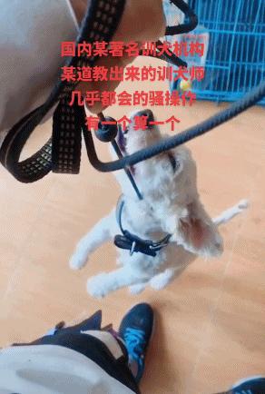 你的金毛不见了怎么办,你的金毛活了多少年