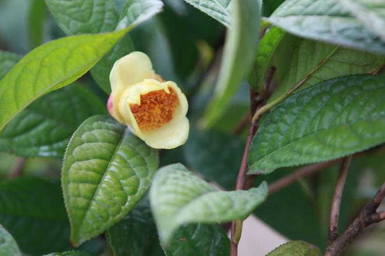 防城金花茶叶片什么样,防城金花茶的叶片什么样子