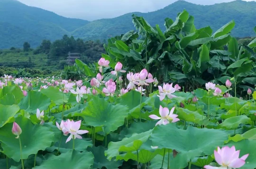 广州摘荔枝一日游最佳路线,从化自驾游荔枝采摘园