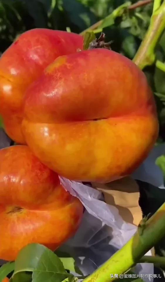 壁纸图片水果清新,丰收的水果高清图片壁纸