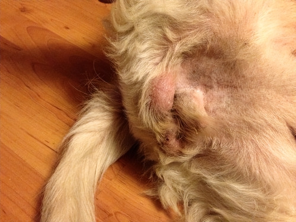 狗狗的常见肿瘤有哪些?别因为无知害了狗狗