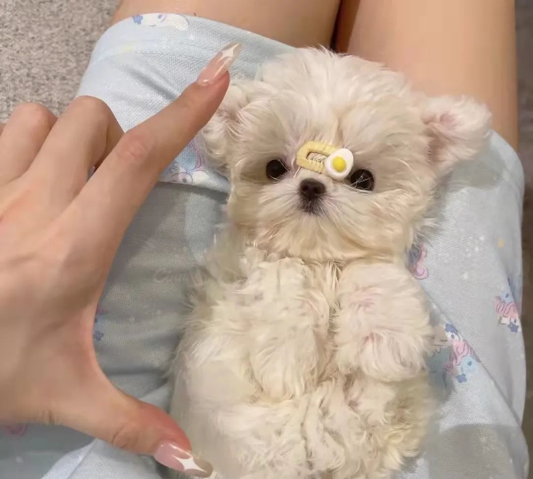 犬瘟抽搐怎么控制,犬瘟抽搐注射什么药