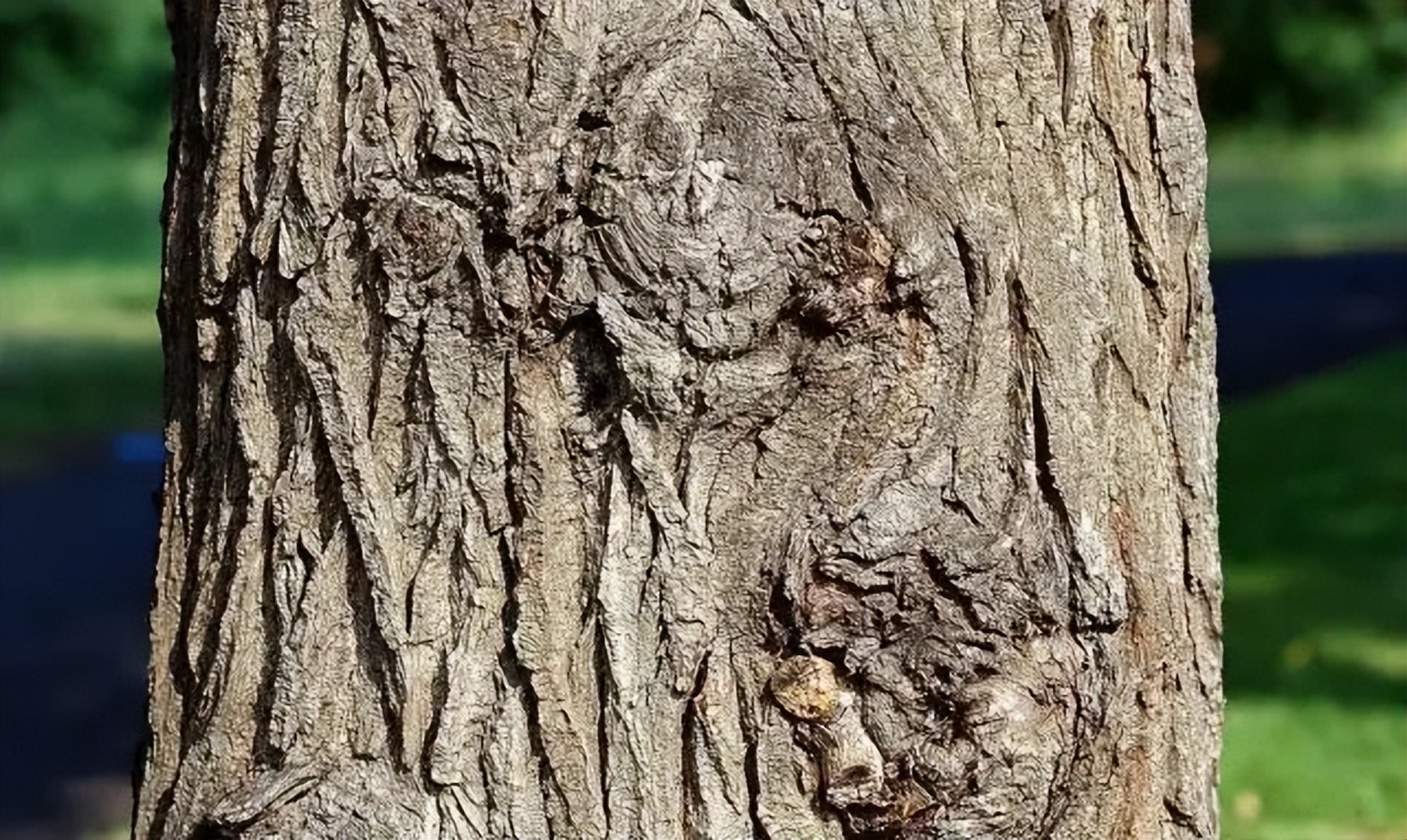 天格实木地板简约风格,大自然原木风地板推荐